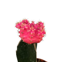 Load image into Gallery viewer, Cactus, 2.5in, Grafted, Assorted Colours