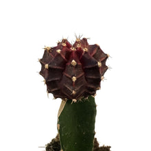 Load image into Gallery viewer, Cactus, 2.5in, Grafted, Assorted Colours