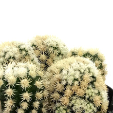 Load image into Gallery viewer, Cactus, 9cm, M. Gracilis Fr. Monstruosa 'Clone A'