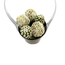 Load image into Gallery viewer, Cactus, 9cm, M. Gracilis Fr. Monstruosa 'Clone A'