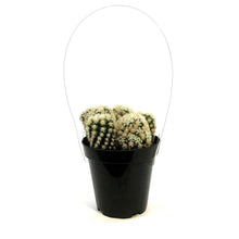 Load image into Gallery viewer, Cactus, 9cm, M. Gracilis Fr. Monstruosa 'Clone A'