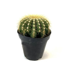 Load image into Gallery viewer, Cactus, 9cm, Notocactus Magnificus 'Balloon'
