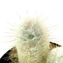 Load image into Gallery viewer, Cactus, 9cm, Austrocephalocereus Dybowskii
