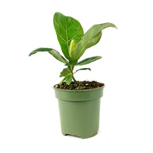 Load image into Gallery viewer, Ficus, 4in, Lyrata Fiddle Leaf Fig