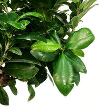 Load image into Gallery viewer, Bonsai, 20in, Ficus Ginseng