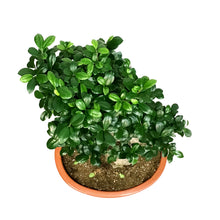 Load image into Gallery viewer, Bonsai, 20in, Ficus Ginseng
