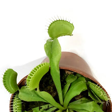 Load image into Gallery viewer, Venus Flytrap, 3in, Green