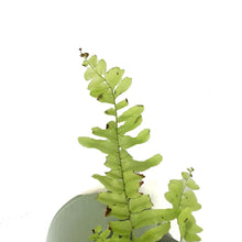 Load image into Gallery viewer, Fern, 4in, Boston Tiger