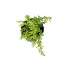 Load image into Gallery viewer, Fern, 4in, Boston Tiger