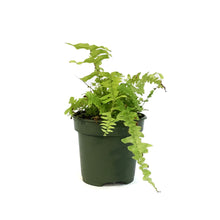 Load image into Gallery viewer, Fern, 4in, Boston Tiger
