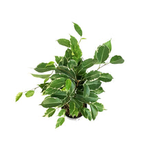 Load image into Gallery viewer, Ficus, 4in, Weeping Fig, Varigated