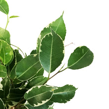 Load image into Gallery viewer, Ficus, 4in, Weeping Fig, Varigated