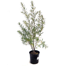 Load image into Gallery viewer, Sea Buckthorn, 1 gal, Leikora (Female)