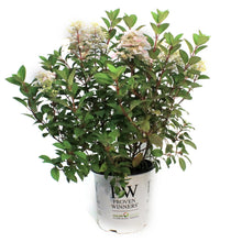Load image into Gallery viewer, Hydrangea, 8in, Little Quick Fire®
