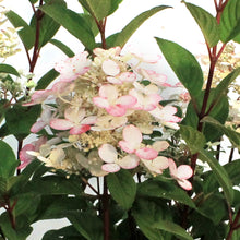 Load image into Gallery viewer, Hydrangea, 8in, Little Quick Fire®