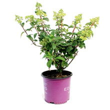 Load image into Gallery viewer, Hydrangea, 8in, Strawberry Sundae®