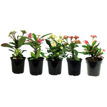 Load image into Gallery viewer, Euphorbia, 4in, Milii Crown of Thorns, Assorted