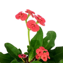 Load image into Gallery viewer, Euphorbia, 4in, Milii Crown of Thorns, Assorted