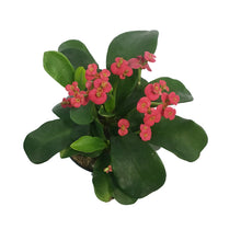 Load image into Gallery viewer, Euphorbia, 4in, Milii Crown of Thorns, Assorted