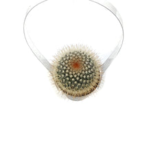 Load image into Gallery viewer, Cactus, 2.5in, Mammillaria Spinosissima