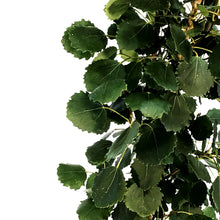 Load image into Gallery viewer, Aspen, 5 gal, Swedish