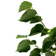 Load image into Gallery viewer, Linden, 5 gal, Dropmore