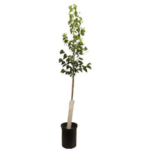 Load image into Gallery viewer, Linden, 5 gal, Dropmore