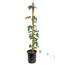 Load image into Gallery viewer, Hops, 1 gal, Green