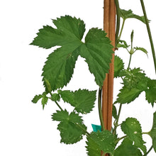 Load image into Gallery viewer, Hops, 1 gal, Green