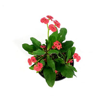 Load image into Gallery viewer, Euphorbia, 4in, Milii Crown of Thorns, Assorted