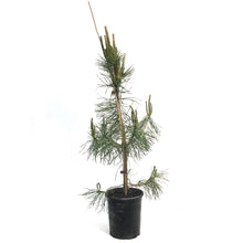 Load image into Gallery viewer, Pine, 1 gal, Scotch