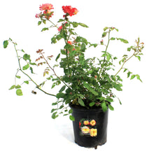 Load image into Gallery viewer, Rose, 2 gal, Campfire™