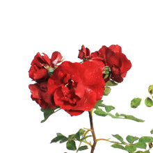 Load image into Gallery viewer, Rose, 2 gal, Hope for Humanity