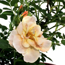 Load image into Gallery viewer, Rose, 2 gal, Above and Beyond