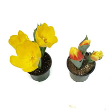 Load image into Gallery viewer, Tulip, 4in, Planted Bulb, Assorted Colours