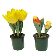 Load image into Gallery viewer, Tulip, 4in, Planted Bulb, Assorted Colours