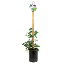 Load image into Gallery viewer, Clematis, 1 gal, Alpine Willy