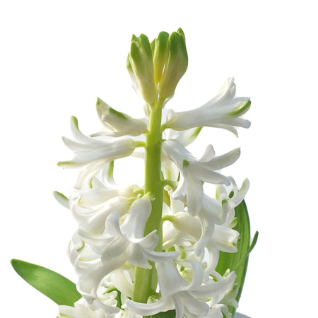 Hyacinth, 4in, Planted Bulb, Assorted Colours