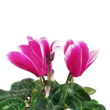 Load image into Gallery viewer, Cyclamen, 4in, Persicum