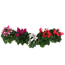 Load image into Gallery viewer, Cyclamen, 4in, Persicum