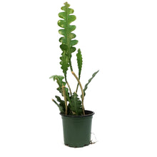 Load image into Gallery viewer, Fishbone Cactus, 4in