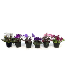 Load image into Gallery viewer, African Violet, 2.5in