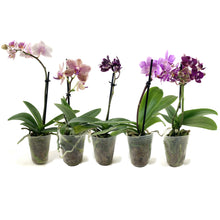 Load image into Gallery viewer, Orchid, 2.5in