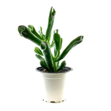 Load image into Gallery viewer, Succulent, 3.5in, Crassula Horntree Tricolor