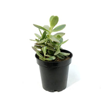 Load image into Gallery viewer, Succulent, 3.5in, Crassula Money Maker Variegated