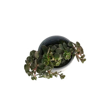 Load image into Gallery viewer, Succulent, 3.5in, Echeveria Coral Reef Red
