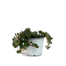 Load image into Gallery viewer, Succulent, 3.5in, Echeveria Coral Reef Red
