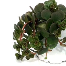 Load image into Gallery viewer, Succulent, 3.5in, Echeveria Coral Reef Red