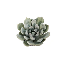Load image into Gallery viewer, Succulent, 3.5in, Echeveria Pelusida