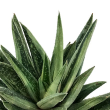 Load image into Gallery viewer, Succulent, 3.5in, Gasteria Green Ice